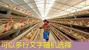 在当前全球经济一体化的大背景下，家禽养殖行业作为农业的一个重要分支，在确保食品安全和促进农村经济发展中扮演着不可或缺的角色。随着科技进步和市场需求的变化，行业对人才的需求也在不断提高。本文将深入探讨家禽养殖行业人才培养与引进政策，通过政策分析，指出行业人才发展的现状、面临的挑战以及未来的发展方向，旨在为家禽养殖行业的可持续发展提供人才支持和保障。